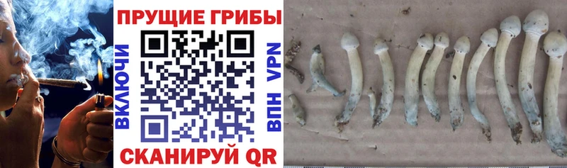 Галлюциногенные грибы Psilocybine cubensis  нарко площадка наркотические препараты  Березники  где можно купить наркотик  blacksprut ссылки 